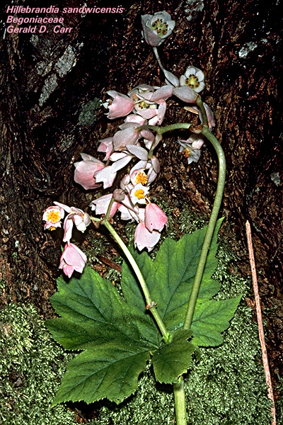 H. sandwicensis